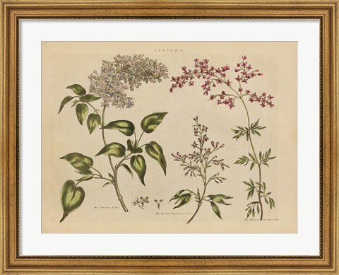 Framed Herbal Botanical I Print