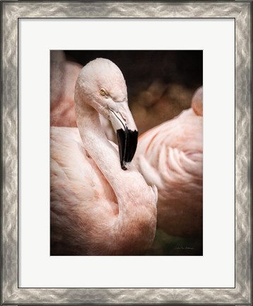 Framed Chilean Flamingo II Print