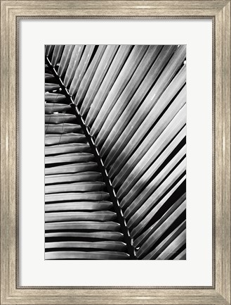 Framed Palm Frond I Print
