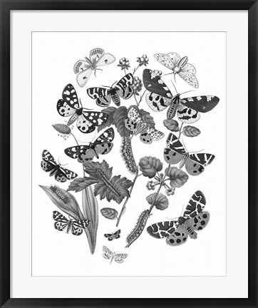 Framed Butterfly Bouquet IV Linen BW IV Print