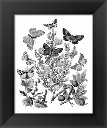 Framed Butterfly Bouquet II Linen BW II Print