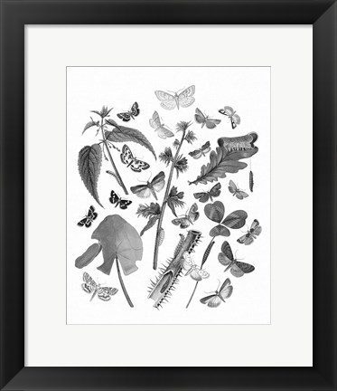 Framed Butterfly Bouquet III Linen BW III Print