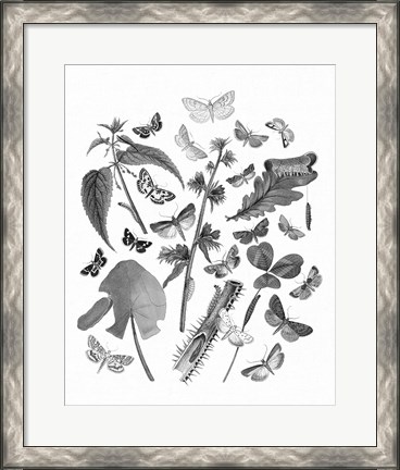 Framed Butterfly Bouquet III Linen BW III Print