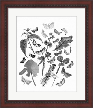 Framed Butterfly Bouquet III Linen BW III Print