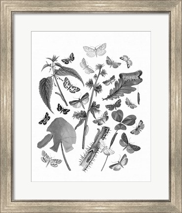 Framed Butterfly Bouquet III Linen BW III Print