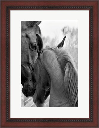 Framed Cheers n&#39; Foal Print