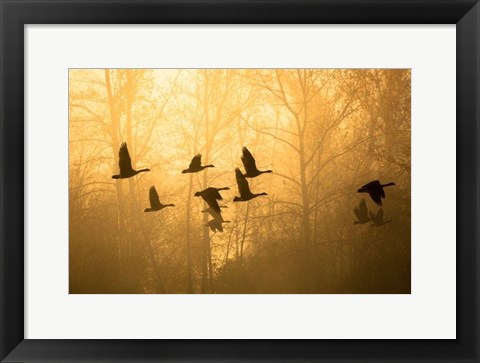 Framed Geese in the Mist Print