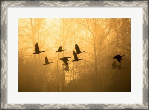 Framed Geese in the Mist Print