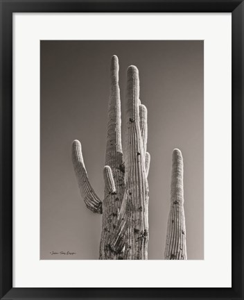 Framed Black &amp; White Cactus Print