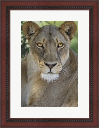 Framed African Lion, Mashatu Reserve, Botswana Print