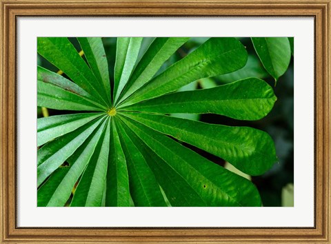 Framed Marantaceae Forest Vegetation Odzala-Kokoua National Park Congo Print