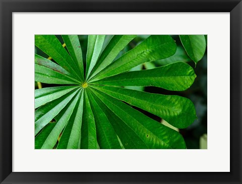 Framed Marantaceae Forest Vegetation Odzala-Kokoua National Park Congo Print