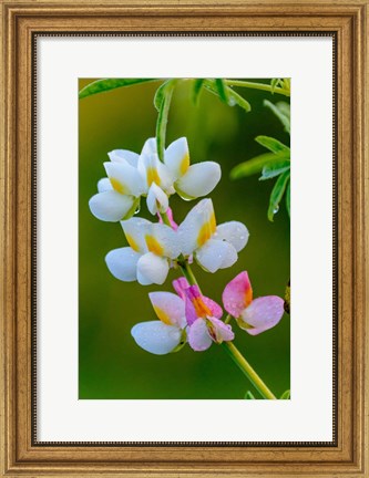 Framed Wildflower Bale Mountains National Park Ethiopia Print