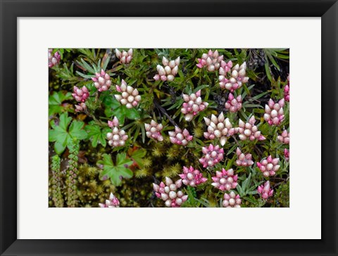 Framed Helichrysum Meyeri-Johannis Bale Mountains National Park Ethiopia Print