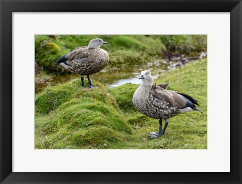 Framed Blue-Winged Goose, Cyanochen Cyanoptera Bale Mountains National Park Ethiopia Print