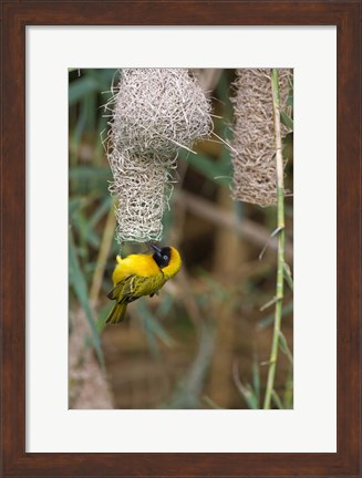Framed Male Masked Weaver Building a Nest, Namibia Print