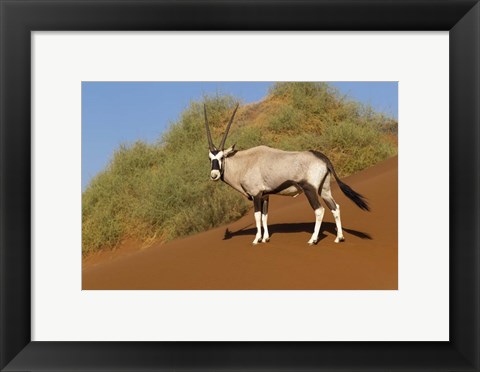 Framed Oryx, Namib-Naukluft National Park, Namibia Print
