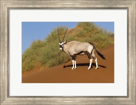 Framed Oryx, Namib-Naukluft National Park, Namibia Print