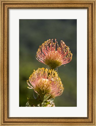 Framed Pincushion Flowers, Cape Town, South Africa Print