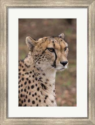 Framed Cheetah, Pretoria, South Africa Print