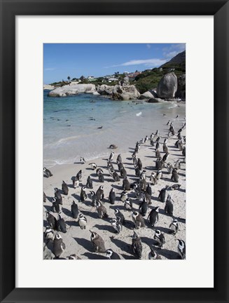 Framed South Africa, Cape Town, Simon&#39;s Town, Boulders Beach African Penguin Colony Print