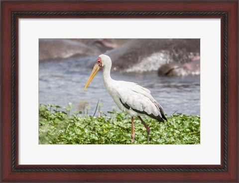 Framed Woolly-Necked Stork Print