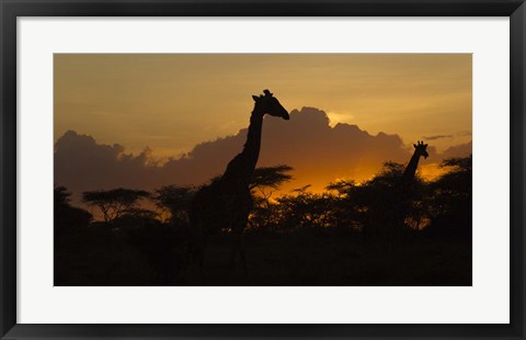 Framed Masai Giraffes at Sunset at Ndutu, Serengeti National Park, Tanzania Print