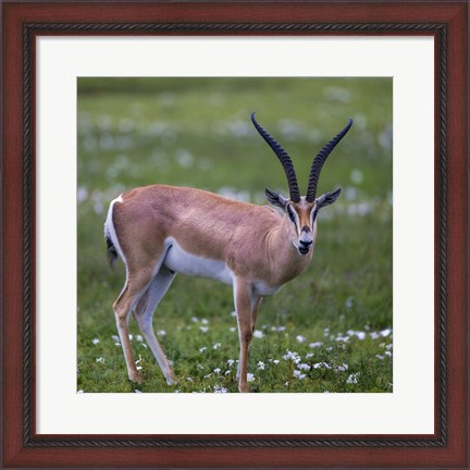 Framed Grant&#39;s Gazelle, Serengeti National Park, Tanzania Print