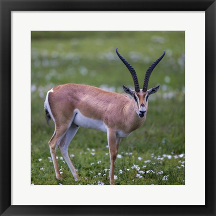 Framed Grant&#39;s Gazelle, Serengeti National Park, Tanzania Print