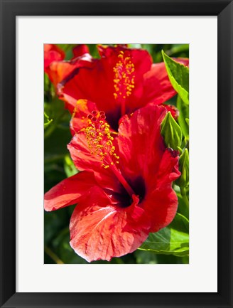 Framed Hibiscus, Tunisia Print