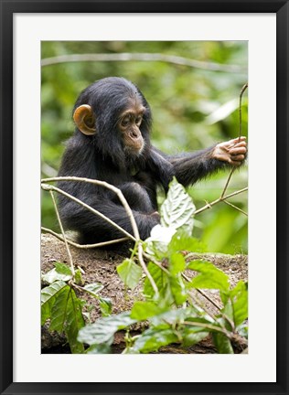 Framed Uganda, Kibale National Park, Infant Chimpanzee Print