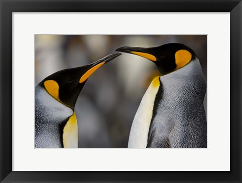 Framed Antarctica, South Georgia, King Penguin Pair Print