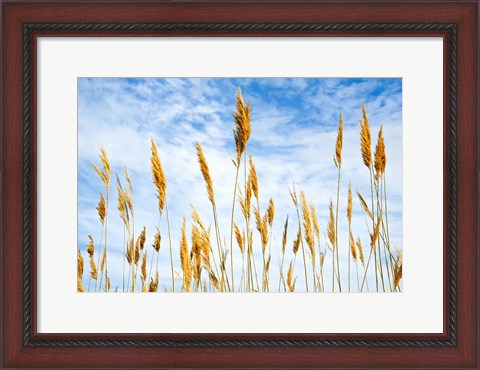 Framed Wheat Blowing in the Wind Print