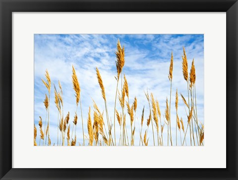 Framed Wheat Blowing in the Wind Print