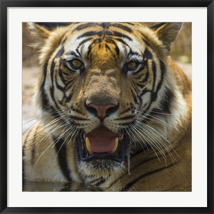 Framed Male Bengal Tiger at Bandhavgarh Tiger Reserve, India Print
