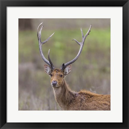 Framed Southern Wwamp Deer at Kanha Tiger reserve, India Print
