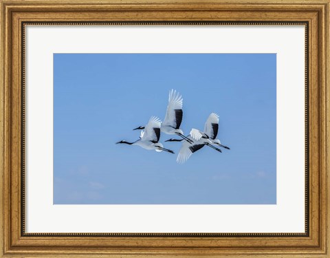 Framed Japanese Cranes Flying Print