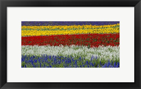 Framed Colorful Flowers, Furano, Hokkaido, Japan Print