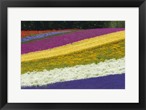 Framed Colorful Flowers in a Lavender farm, Furano, Japan Print