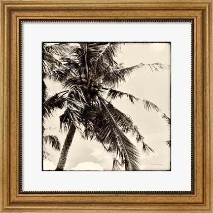 Framed Palm Tree Sepia II Print