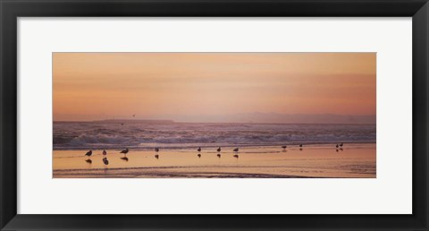 Framed Kalaloch Birds V Print