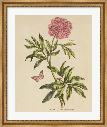 Framed Herbal Botany XXIV Butterfly Crop Print