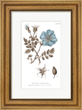 Framed Conversations on Botany IV on White with Blue Print