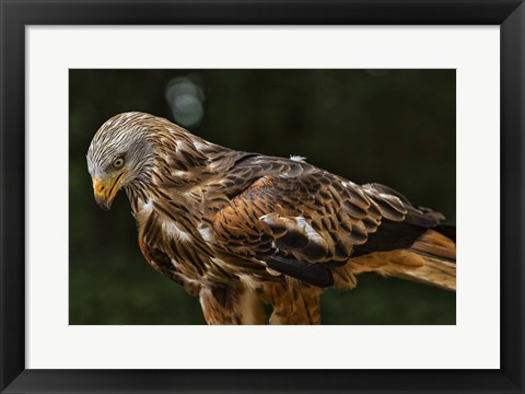 Framed Red Kite Looking Down Print