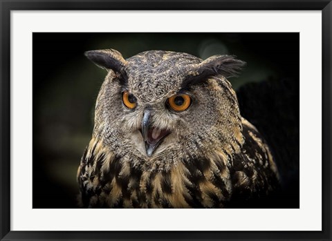 Framed Red Eyed Owl Close Up Print