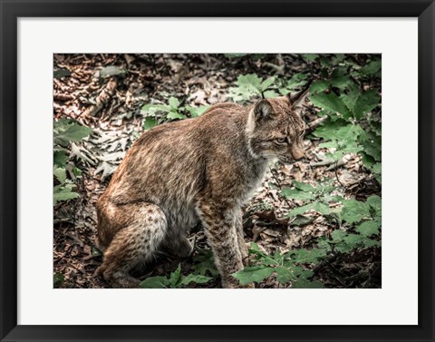 Framed Lynx Print