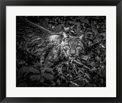Framed Lynx Looking Up - Black &amp; White Print
