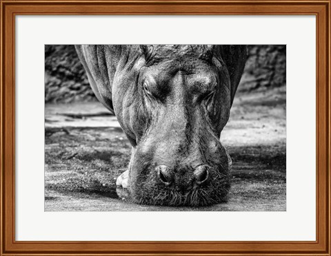 Framed Hippo - Black &amp; White Print