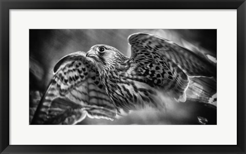 Framed Predator Bird Spreading it&#39;s Wings - Black &amp; White Print