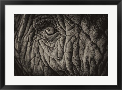 Framed Elephant Close Up II Sepia Print